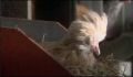 dr dolittle 3-avi_453.jpg